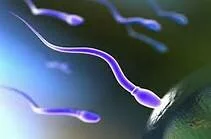 sperm quality
