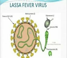 Lassa fever death rates in Nigeria higher than expected- NCDC.