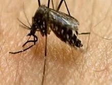  Common mosquito can transmit Zika virus too, say Brazilian scientists